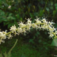 Anredera cordifolia (Ten.) Steenis